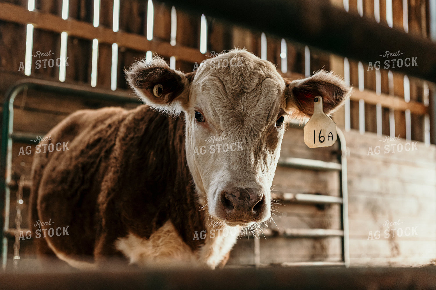 Hereford Cow in Pen 52397