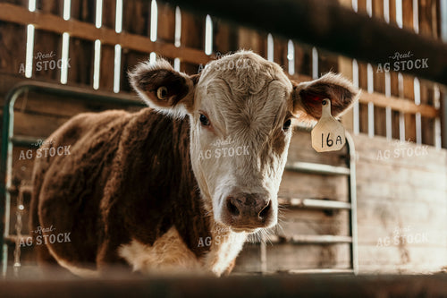 Hereford Cow in Pen 52397