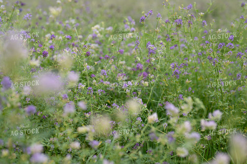 Flowering Alfalfa 185242