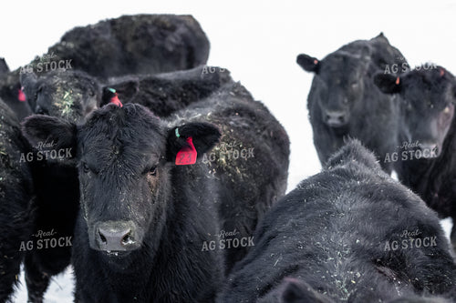 Angus Cattle in Snow 67185