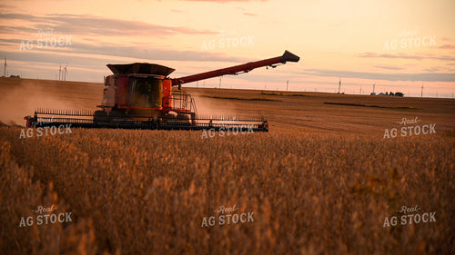 Combine Harvesting Soybeans 25742