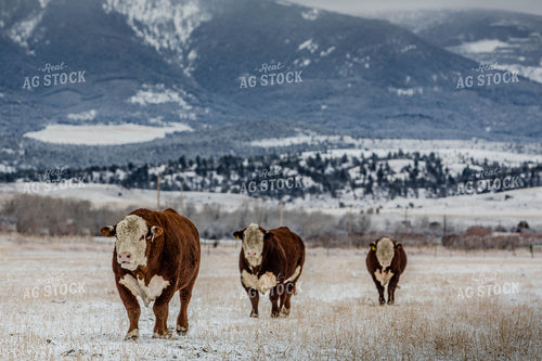 Hereford Cattle in Pasture 81043