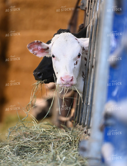 Cattle in Barn 120026