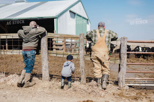 Farmers and Kid Watching Cattle Through Fence 115029