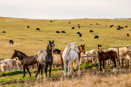 Horses and Cattle on Pasture 299003