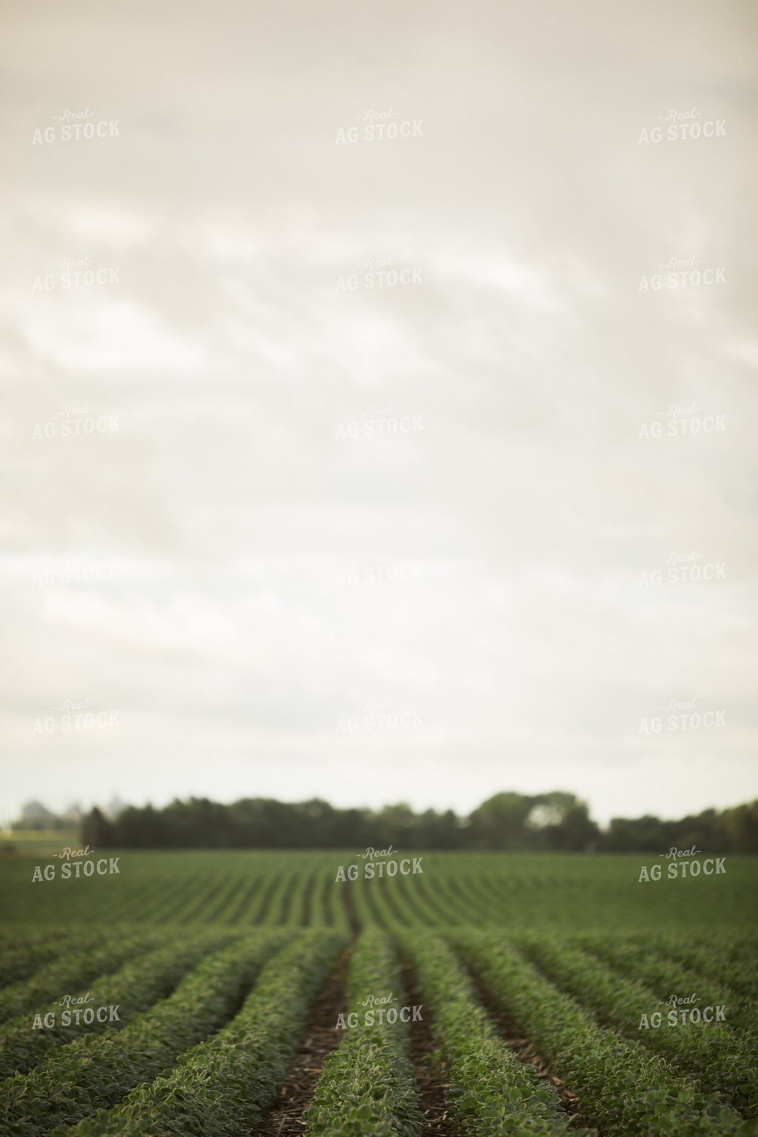 R1 Soybean Field 6289