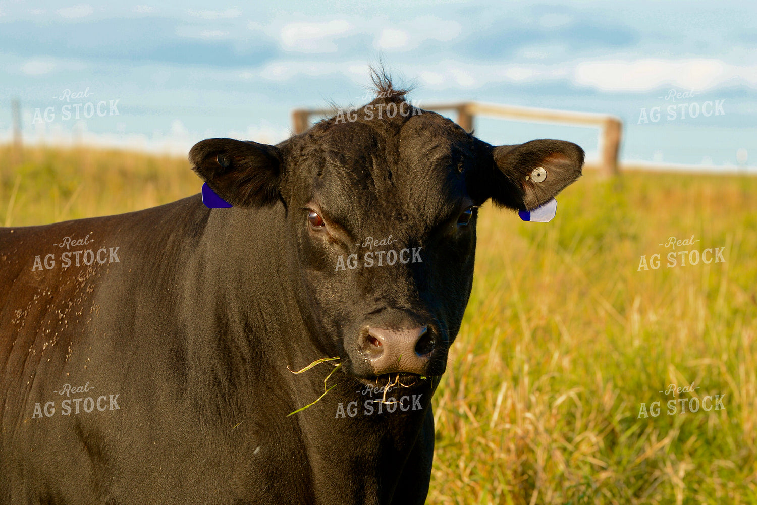 Black Angus Bull 299172