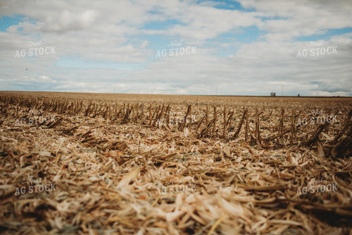 Harvested Corn Field with Corn Residue 3378