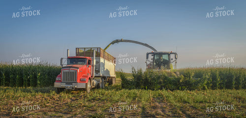 Silage Harvest 56110