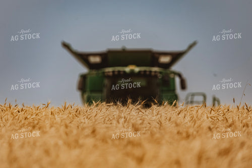 Wheat Harvest 187217