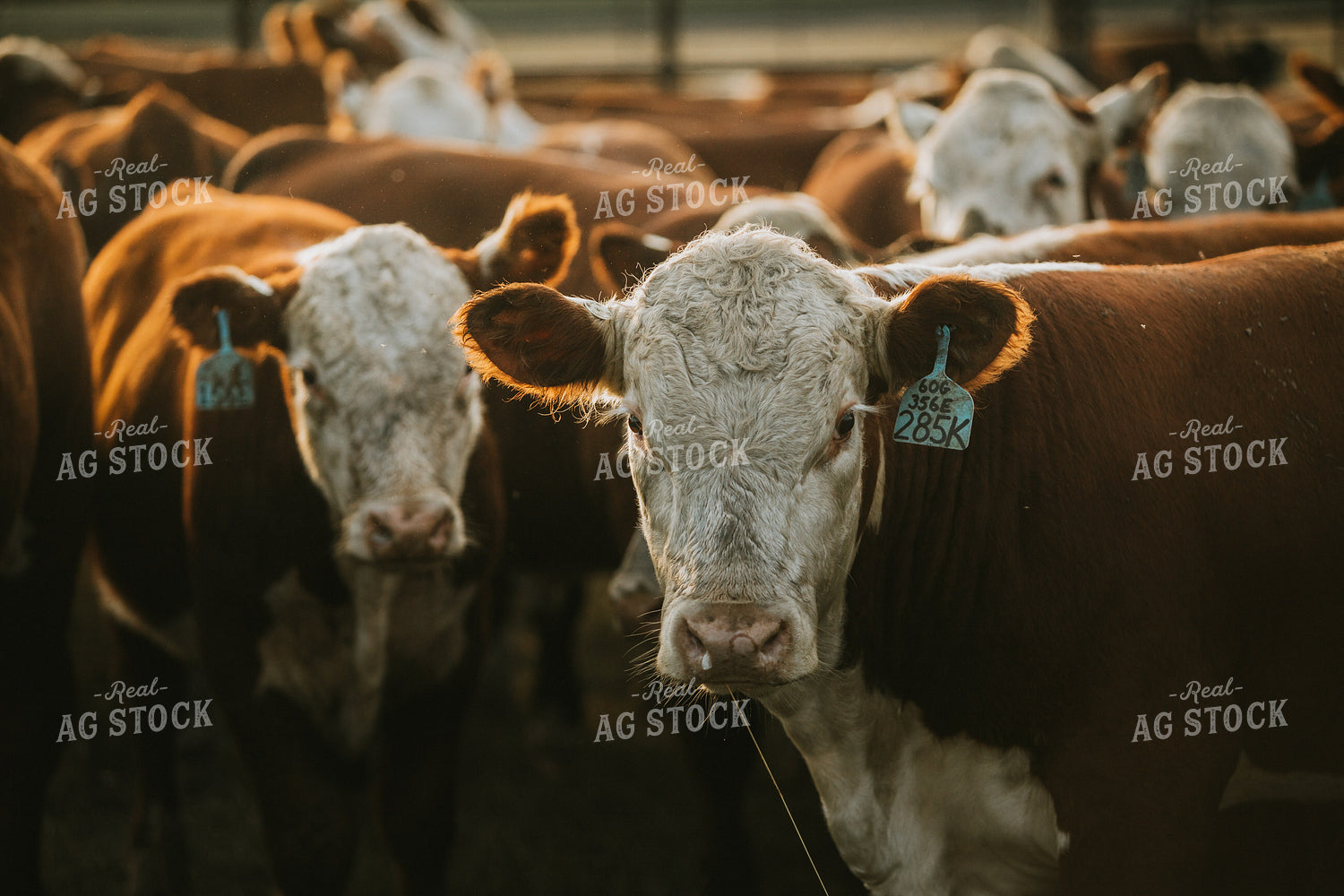 Hereford Cattle 6486