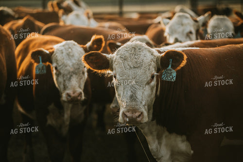 Hereford Cattle 6486