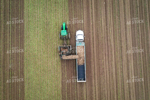 Aerial Sugar Beet Harvest 56504