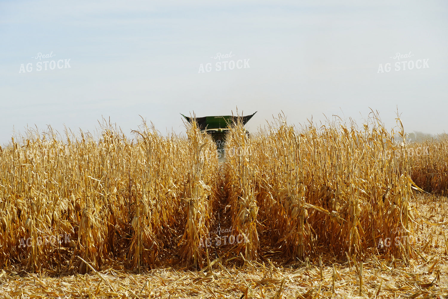 Combine Harvesting Corn 65014