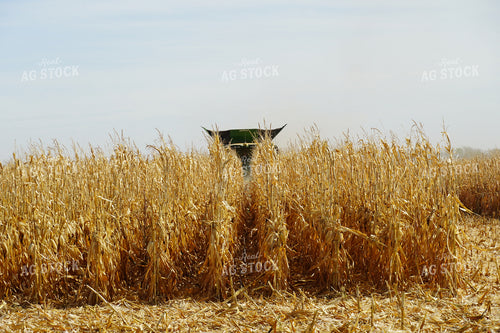 Combine Harvesting Corn 65014