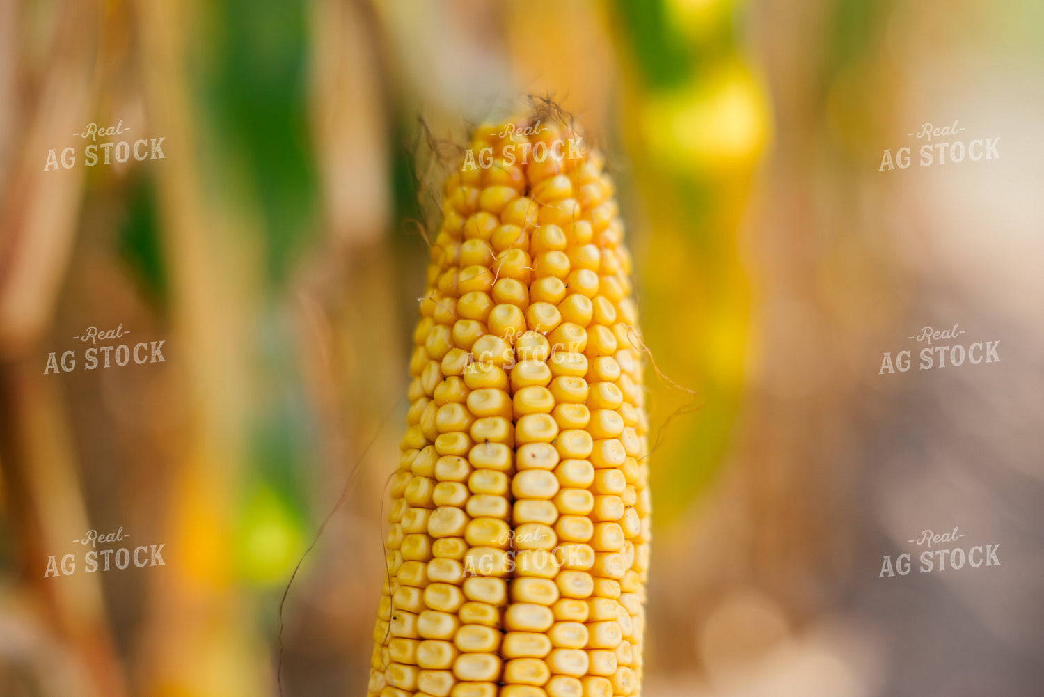 Ear of Corn 137094