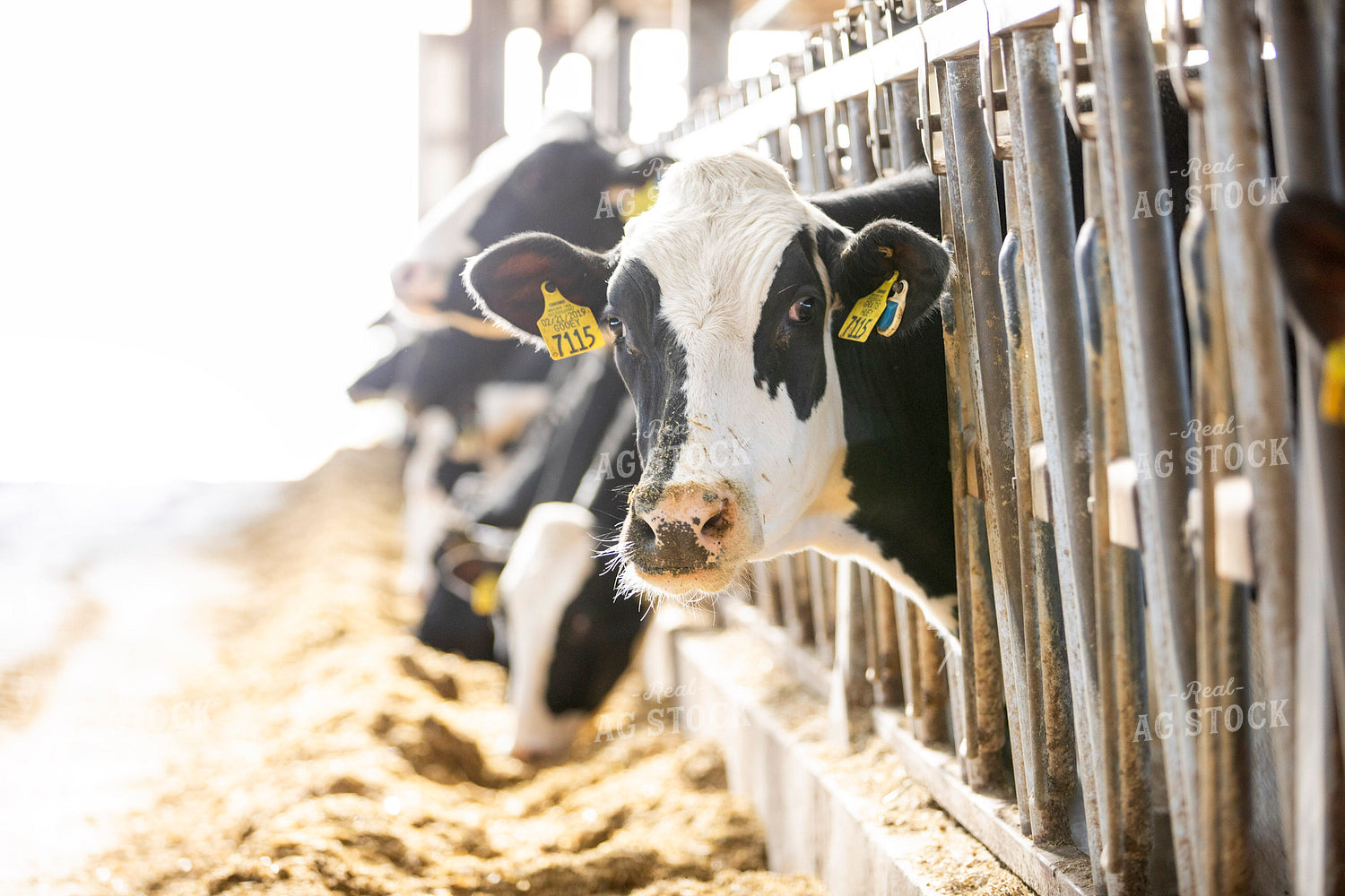Holstein Cattle 55259