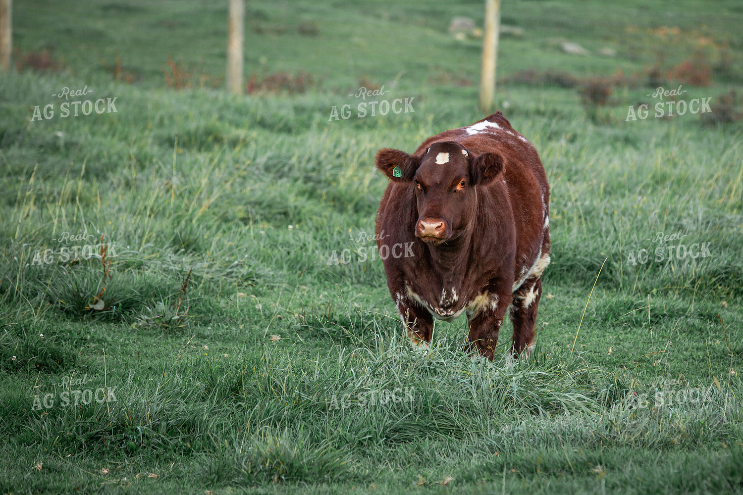 Show Cow 270132