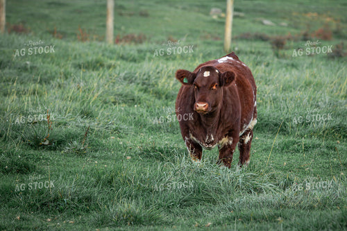 Show Cow 270132