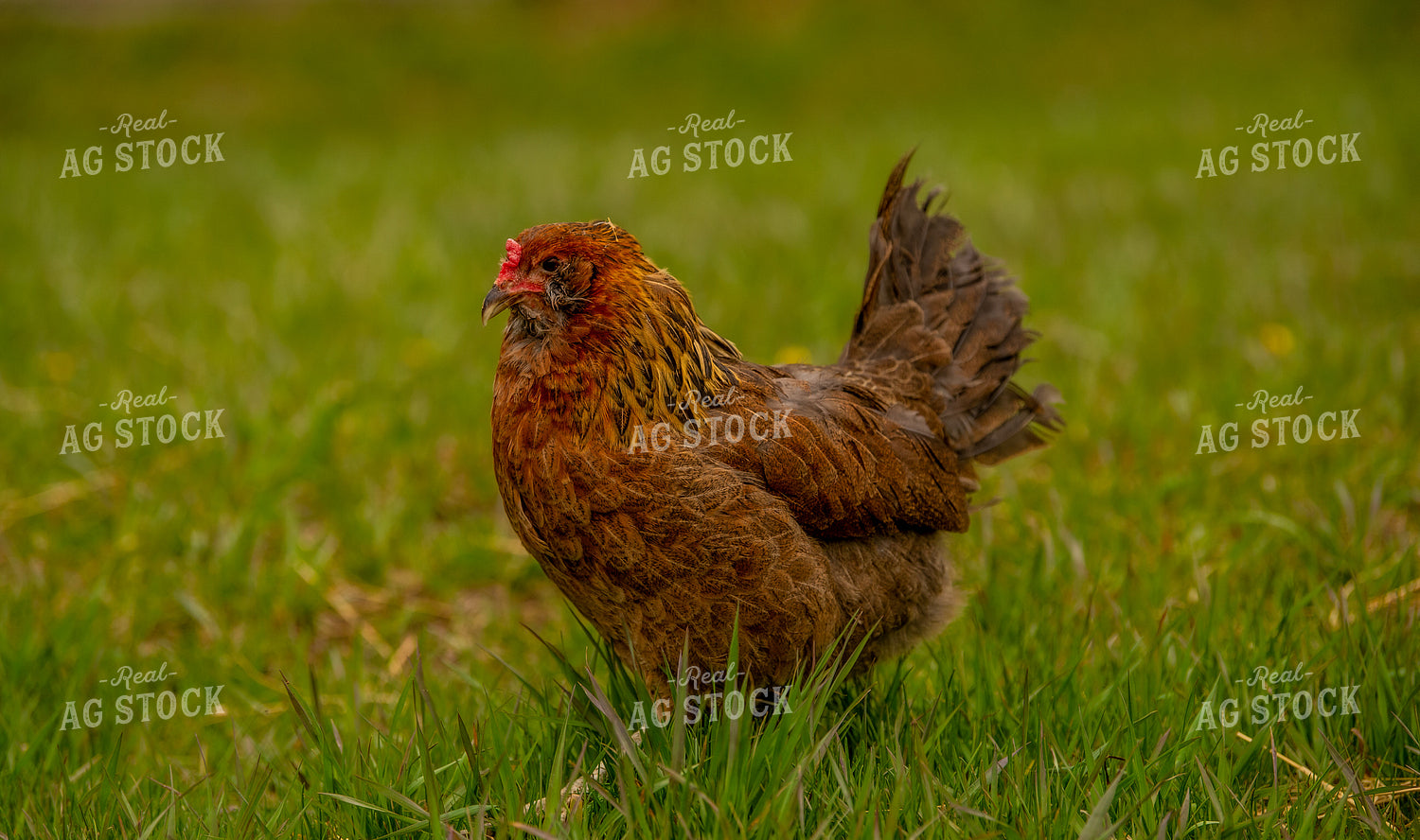 Chicken 299139