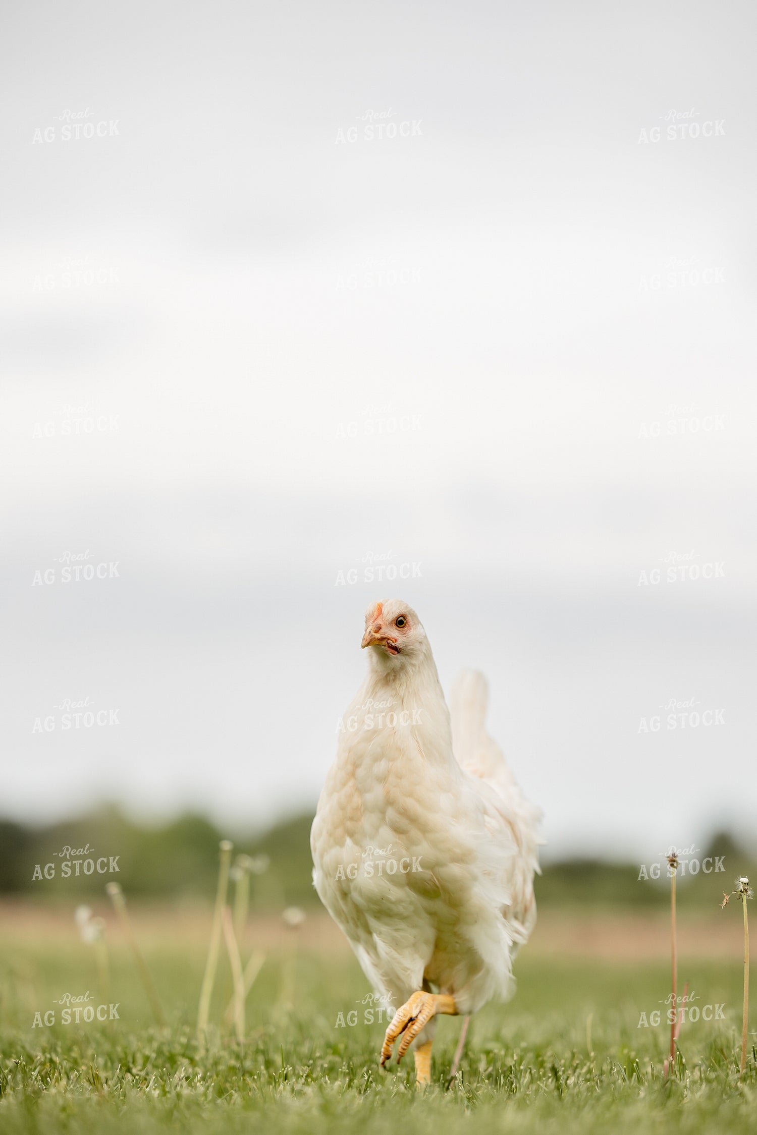 Pullet Laying Chicken 104092