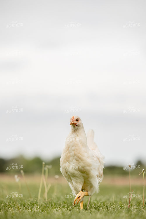 Pullet Laying Chicken 104092