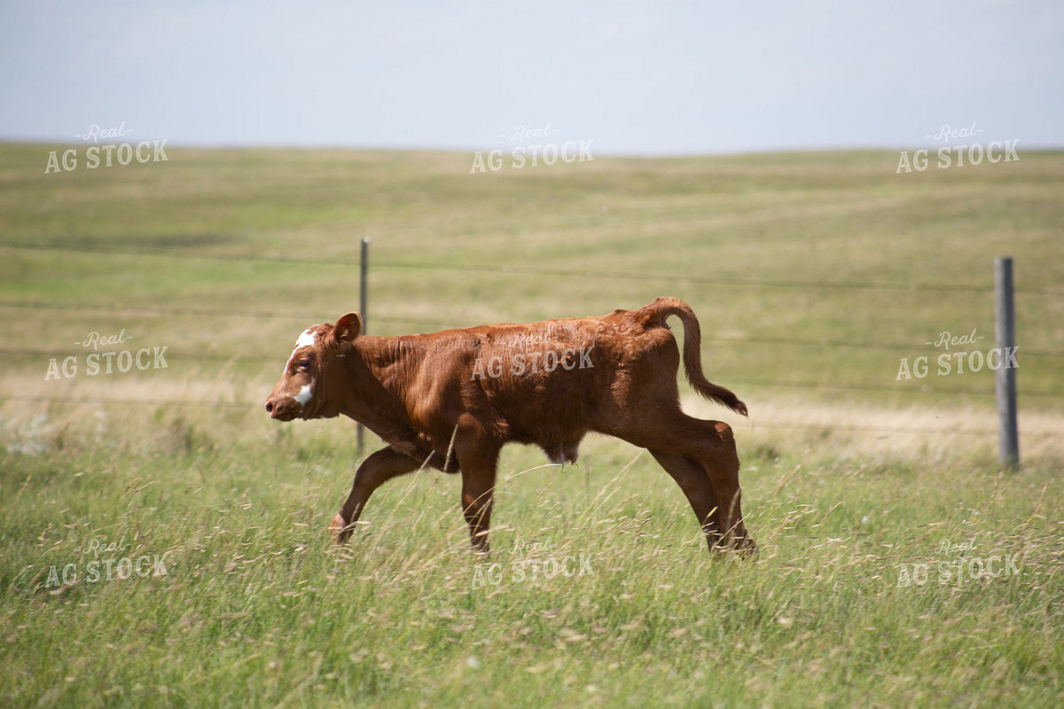 Calf RunningThrough Open Pasture 406115