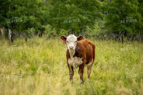 Hereford Calf on Pasture 65955