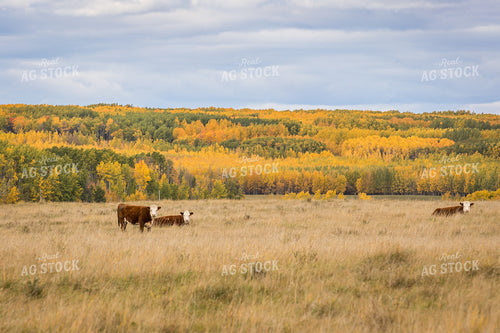 Hereford Cattle on Scenic Pasture 138102