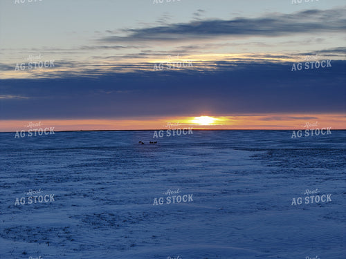 Deer on Snowy Field 239558