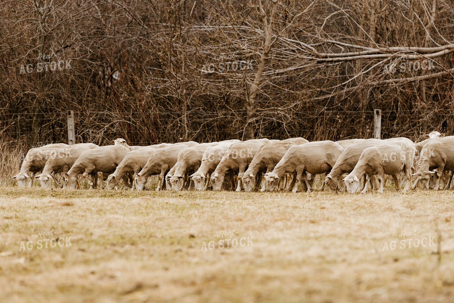 Sheep Grazing in Pasture 68150