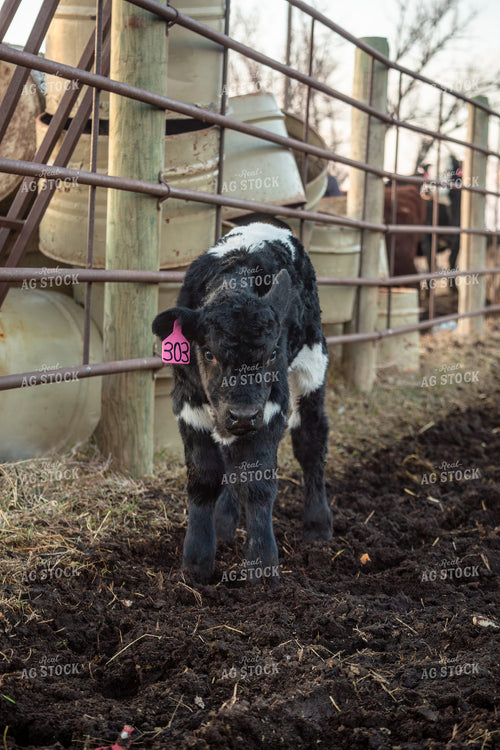 Calving Season 155530
