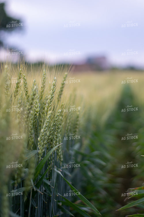 Midseason Wheat Field 50506