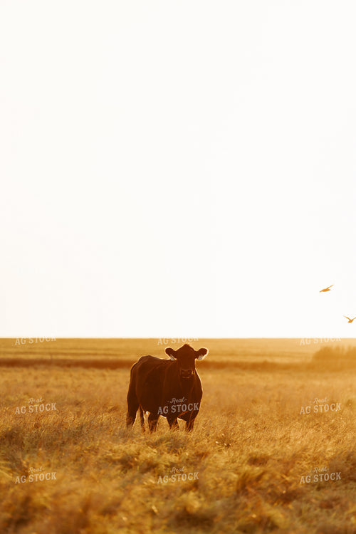 Cattle on Pasture 68246