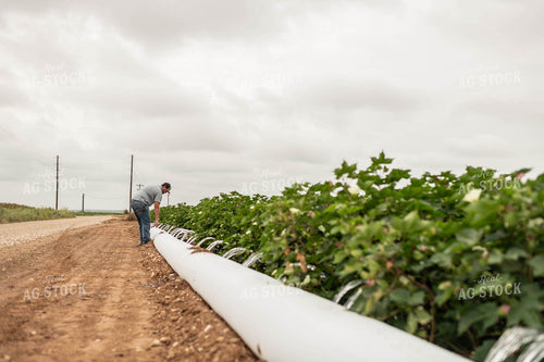 Farmer Checking Pipe Irrigation 59107