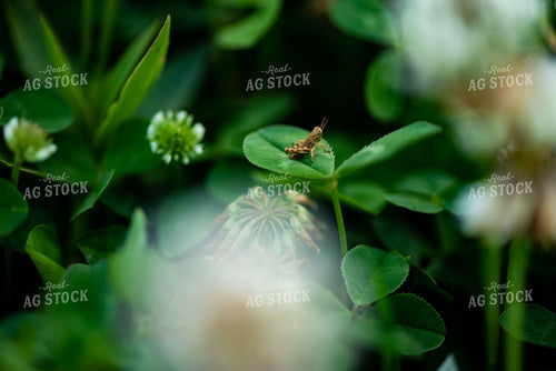 Grasshopper on Clover Leaf 136061