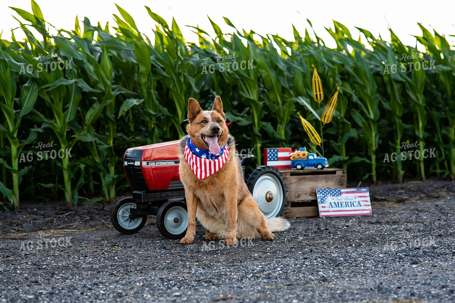 Farm Dog by Pedal Tractor in Midseason Corn Field on Fourth of July 136065