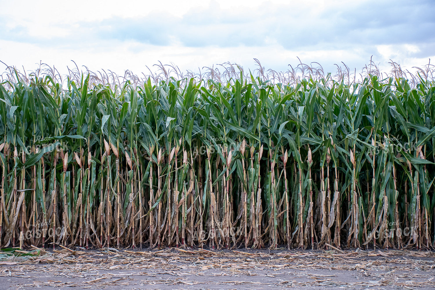 Corn Field 50255