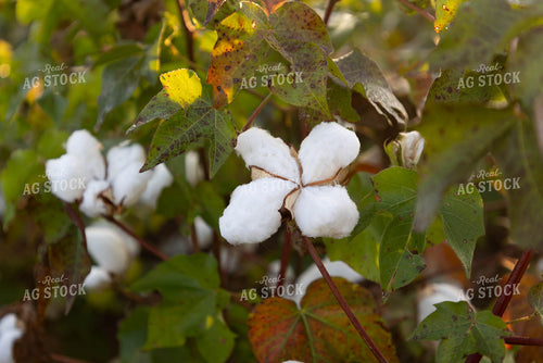 Cotton 79410