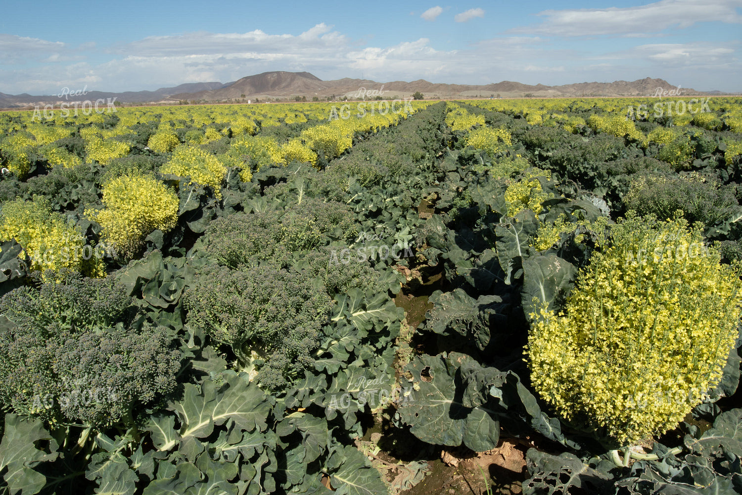 Broccoli Field 105032
