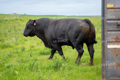 Black Angus Bull 155602