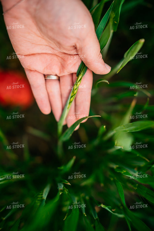 Woman Farmer Holds Growing Wheat in Hand 56662