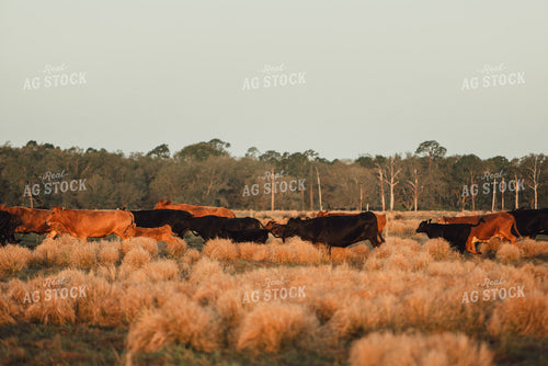 Florida Ranch 7275