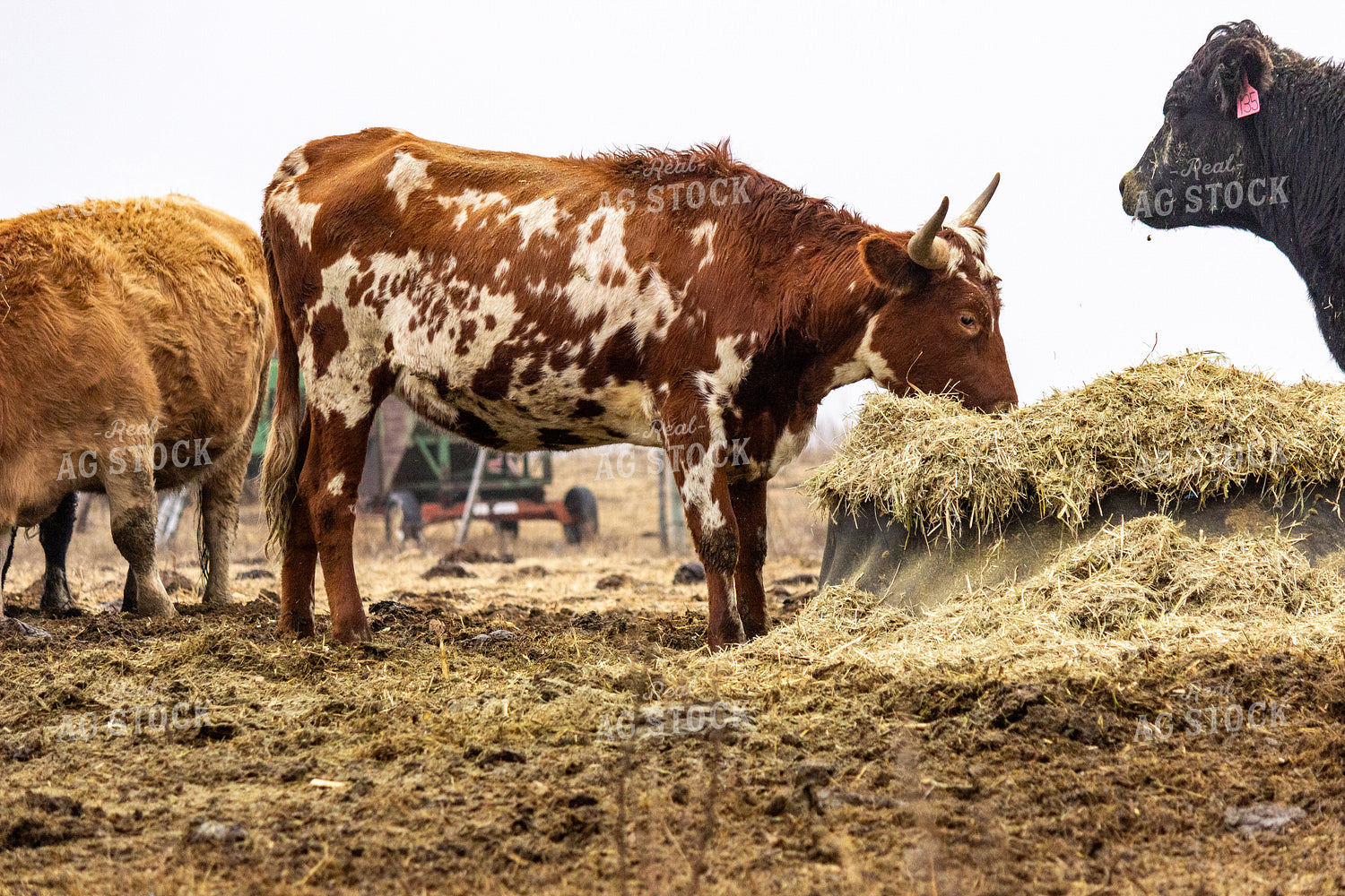 Longhorn Cattle Eating Hay 155104