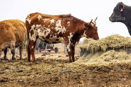 Longhorn Cattle Eating Hay 155104