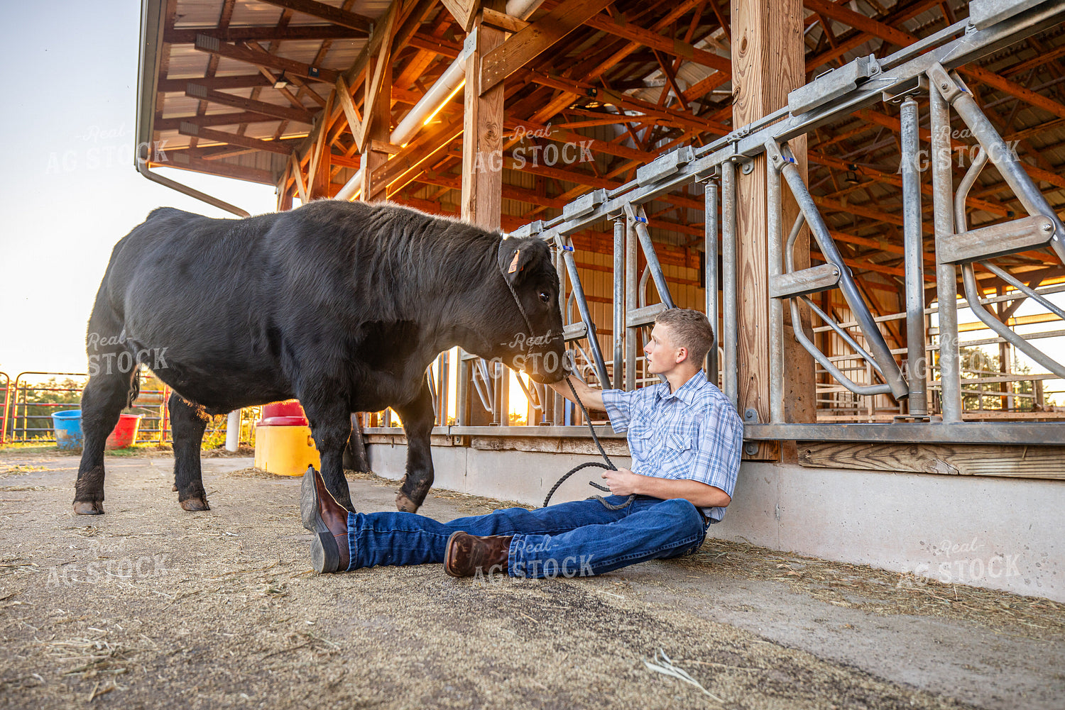 Farm Kid with Show Cow 270404