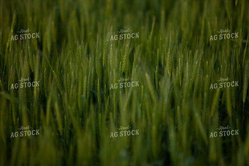 Wheat 2184
