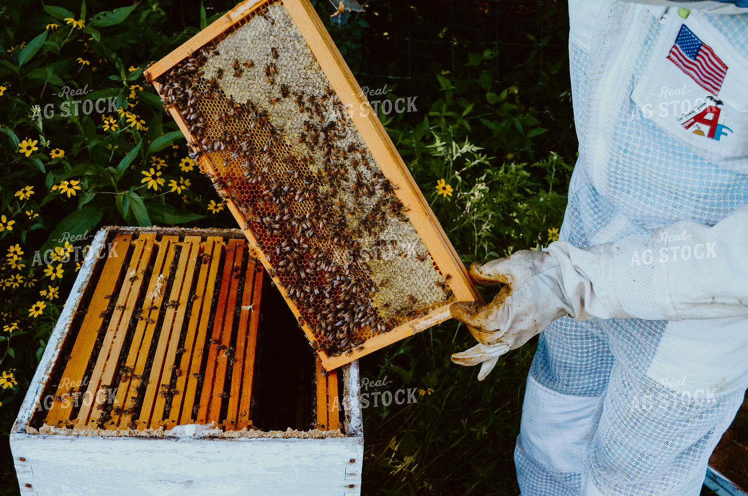 Beekeeper Handling honey bees 125041