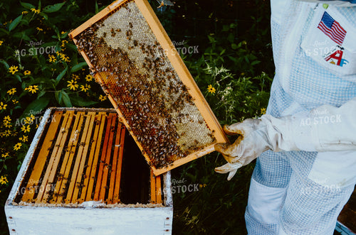 Beekeeper Handling honey bees 125041