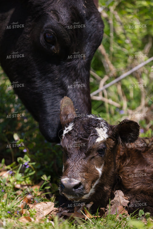 Cow Calf Pair Newborn 52844